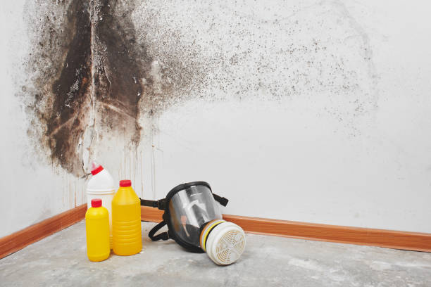 Best Toxic Mold Removal  in Lowell, AR
