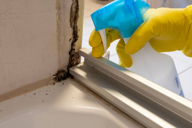 Best Mold Remediation  in Lowell, AR