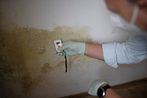 Best Mold Testing  in Lowell, AR