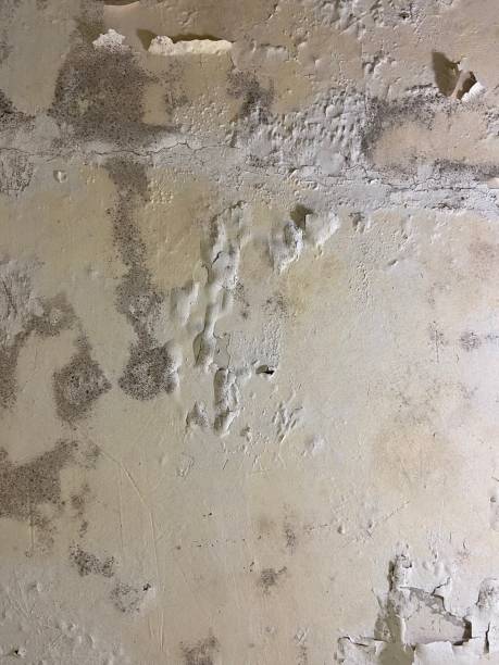Reliable Lowell, AR Mold Removal Solutions