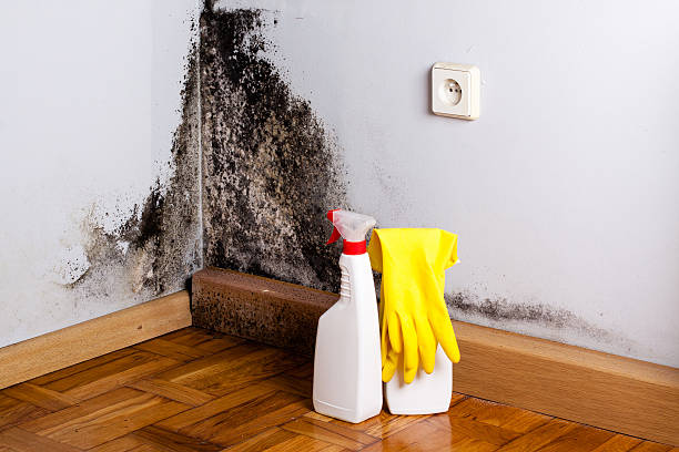Best Certified Mold Removal  in Lowell, AR